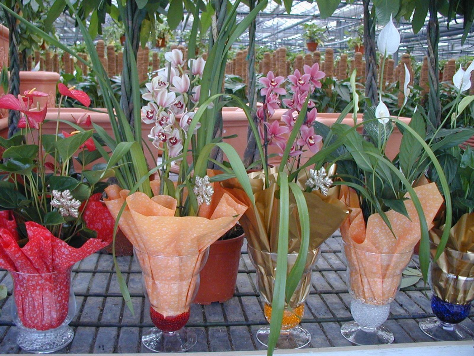הוילה Francavilla Marittima Societa Agricola Mg Florplant מראה חיצוני תמונה